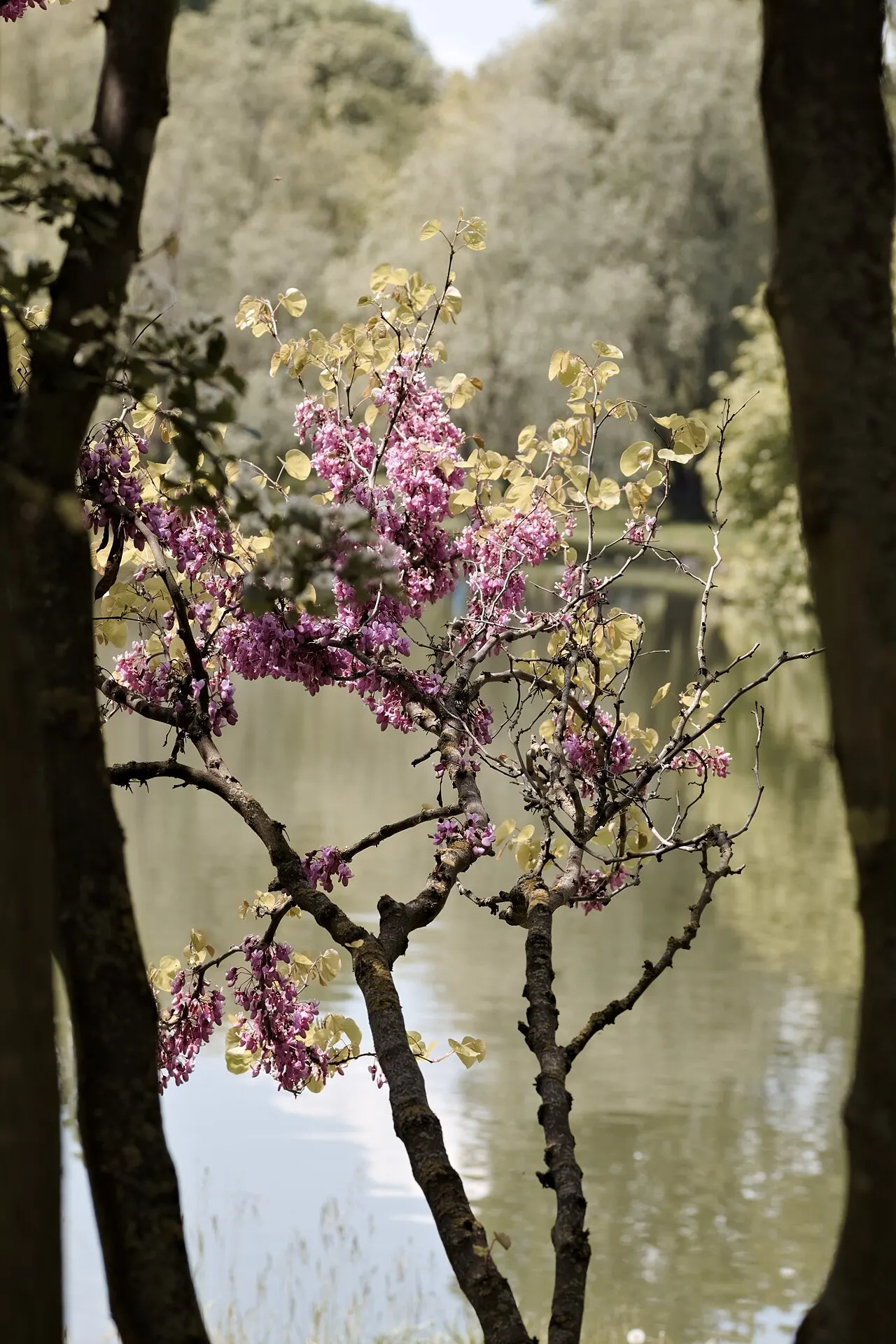 Pink flowering branch in a botanical garden