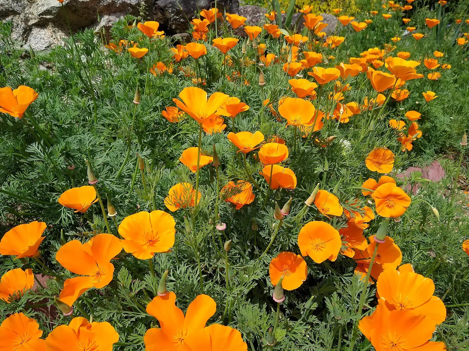 Orange California poppies in bloom